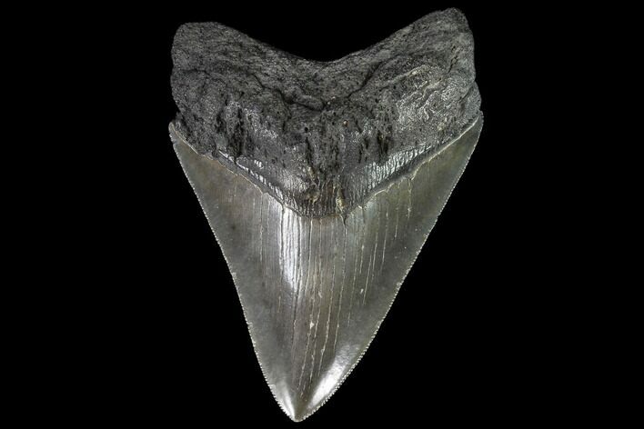 Serrated, Fossil Megalodon Tooth - Georgia #90765